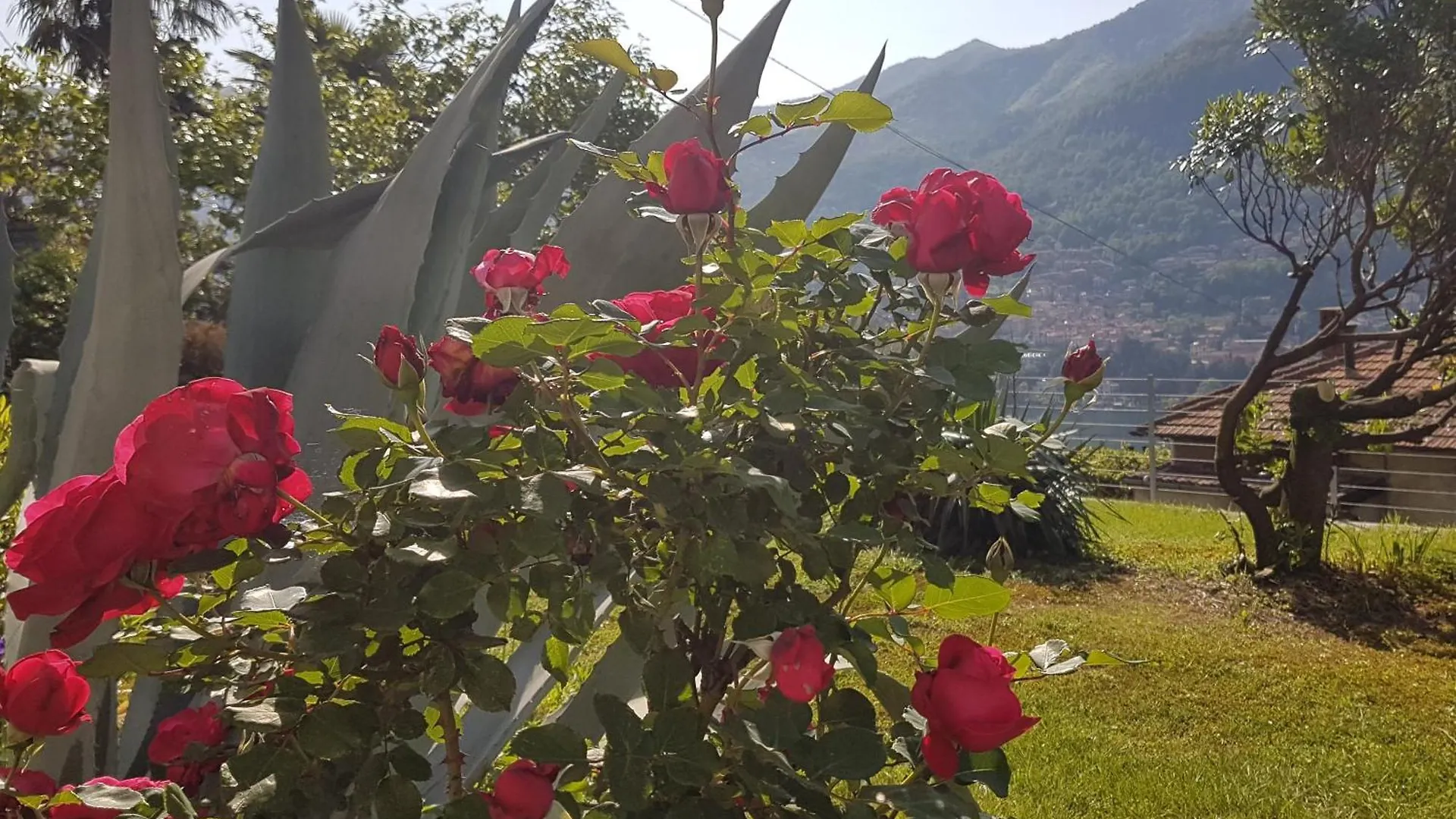 Flora Daire Moltrasio 0*,  İtalya